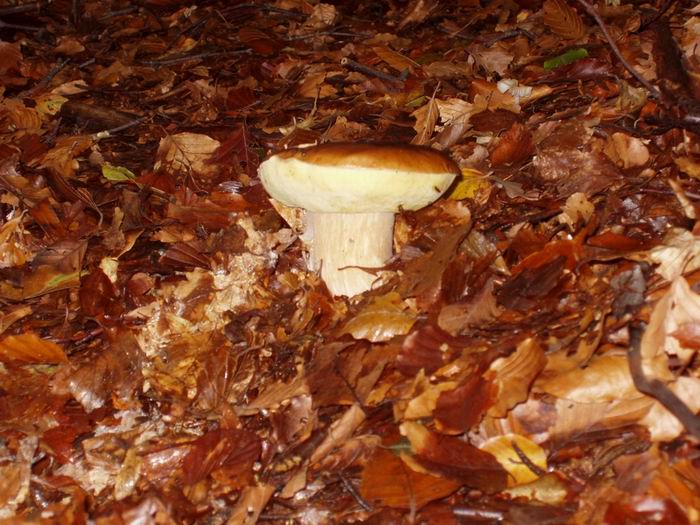 Boletus edulis